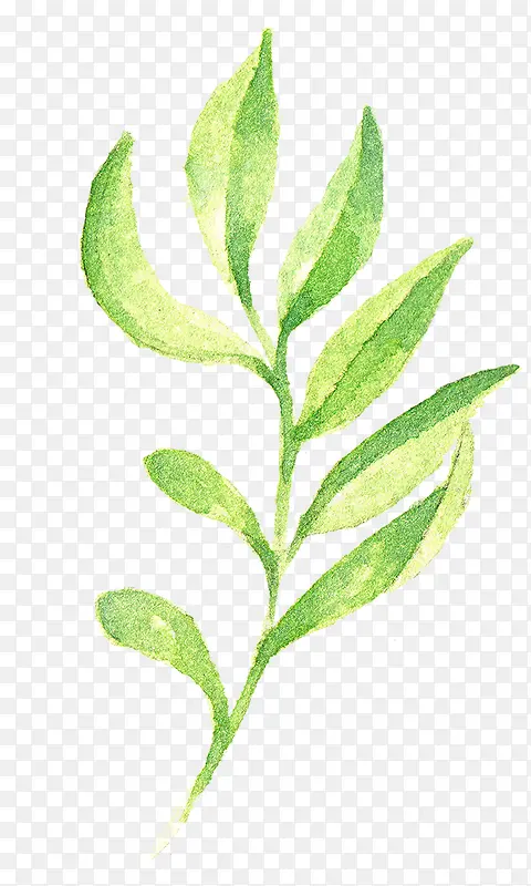 ˮ��Ҷ��-������