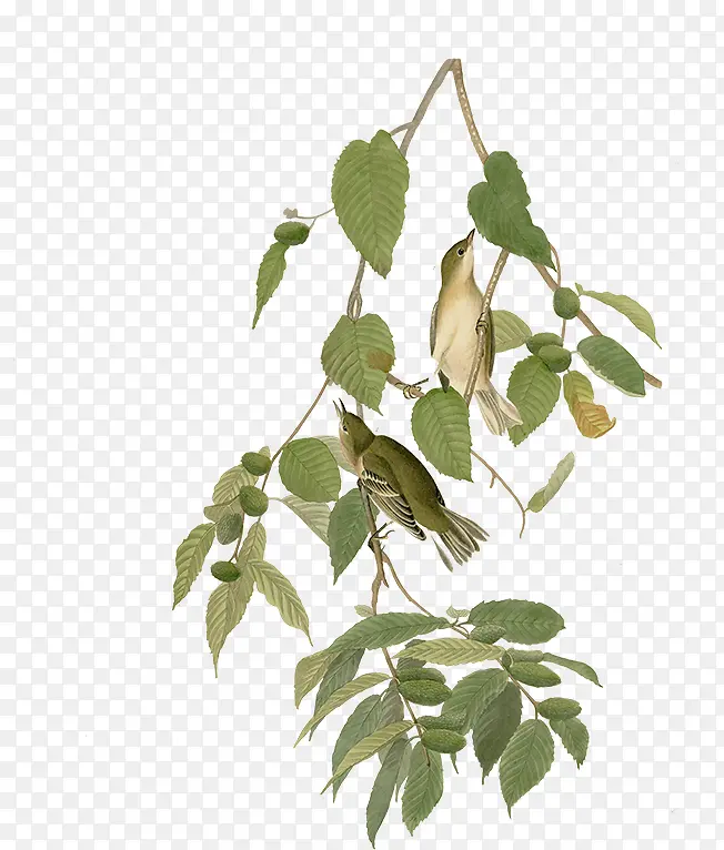 ��֦�ϵ���-������