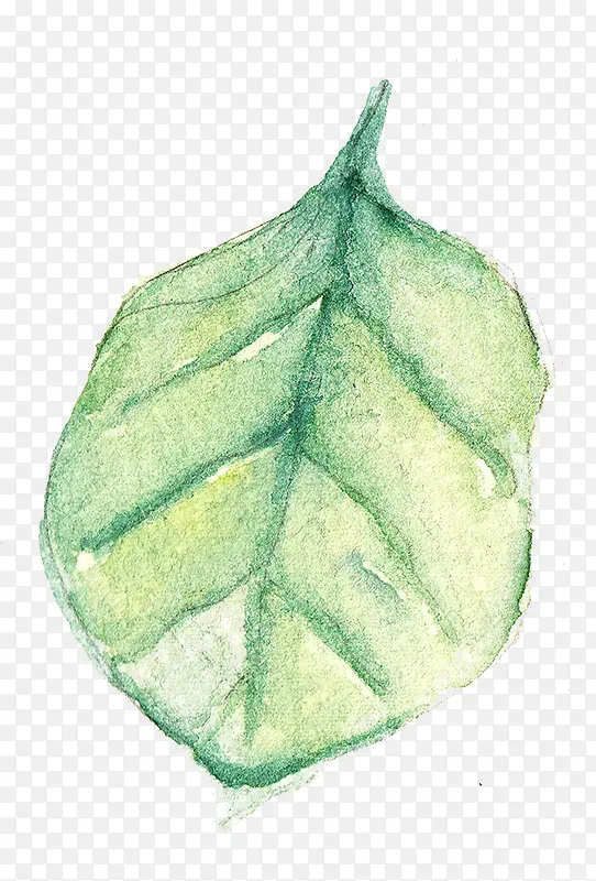 ˮ��Ҷ��-������