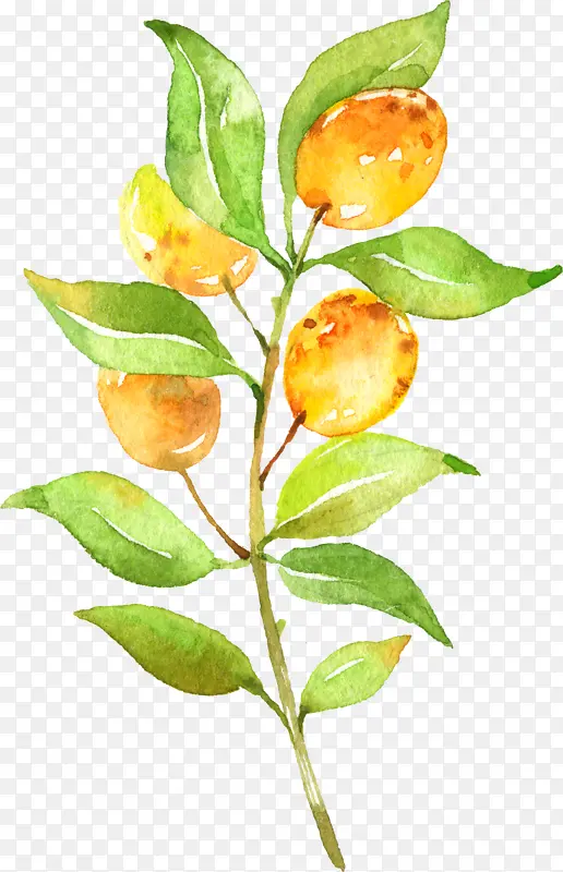 ˮ��Ҷ��-������