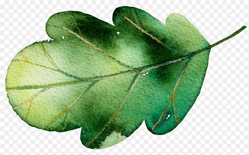 ˮ��Ҷ��-������