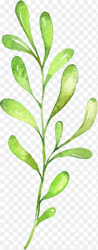 ˮ��Ҷ��-������