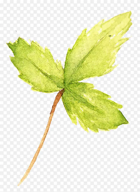 ˮ��Ҷ��-������