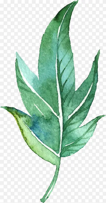 ˮ��Ҷ��-������