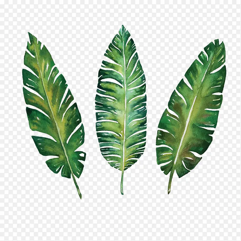 ˮ��Ҷ������ز�-������