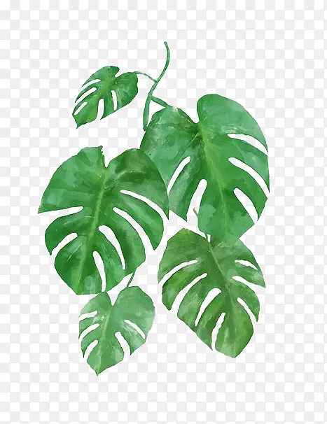 ˮ��Ҷ��-������