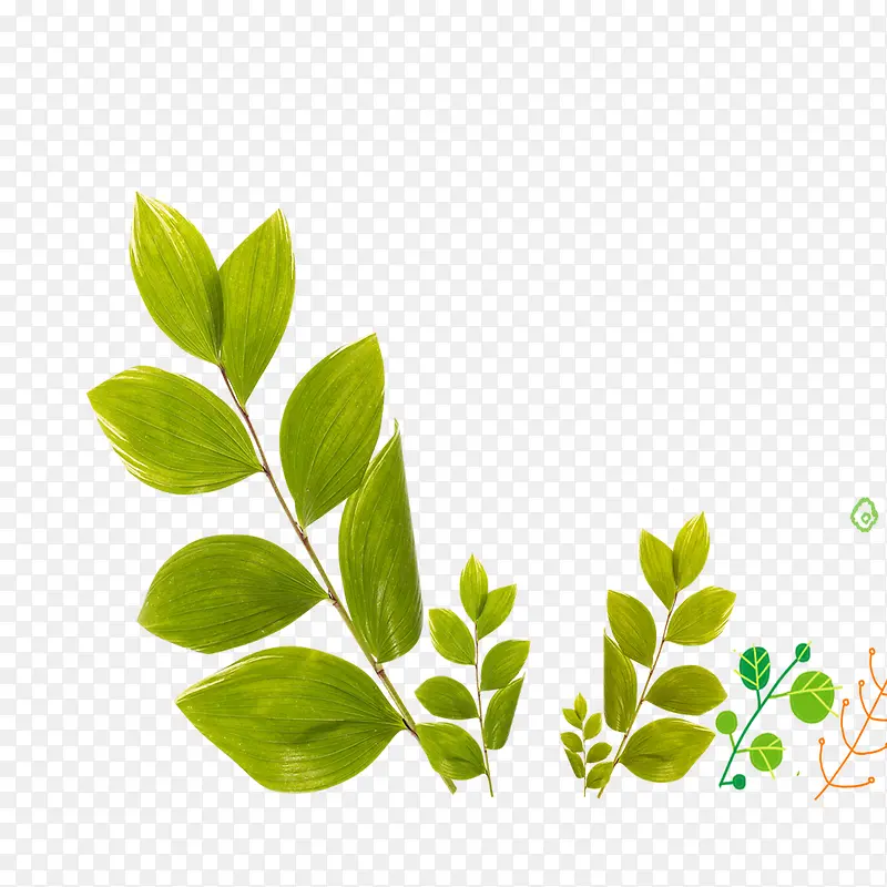 ˮ��Ҷ��-������