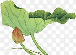 ��ɫ����ˮ�ʺ�Ҷ-������