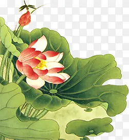 ��ɫˮ�ʺ�Ҷ�ɻ�-������