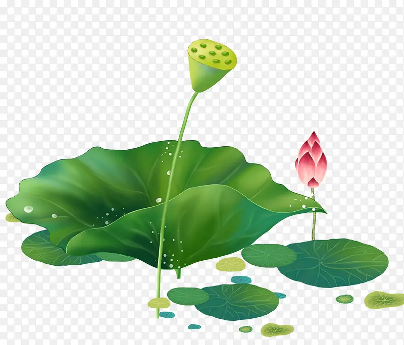 ��ͨ�ֻ�ˮ�ʺ�Ҷ-������