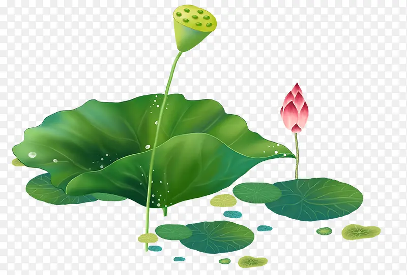 ��ͨˮ����ɫ��Ҷ�ɻ�-������