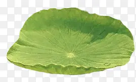 �ֻ�ˮ����ɫ��Ҷ-������