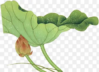 �ֻ�ˮ�ʺ�Ҷװ��-������