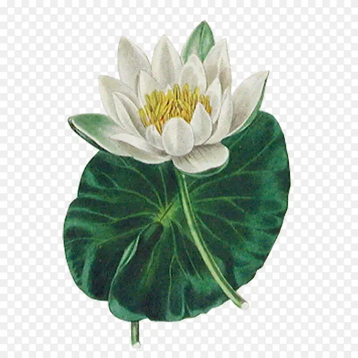 ��ɫ�ɻ���Ҷ-������