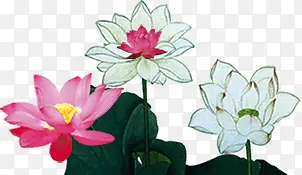 �ֻ�ɻ��ֻ��Ҷ-������