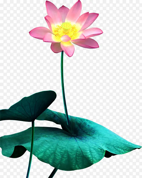 ��-�ɻ�ˮ�ʺɻ���Ҷ-������