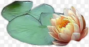 �ɻ���Ҷ�ֻ�廭-������