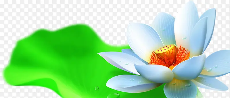 �ֻ��ɫ�ɻ���Ҷ-������