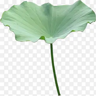 ������Ҷ�ز�-������