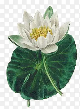 ��Ҷ��ɫ�ɻ�-������