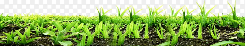 ������Ӱ��ɫ�Ĳݴ�-������