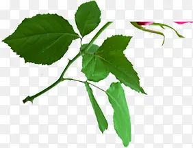 ��Ӱ������ɫֲ����ҶЧ��-������