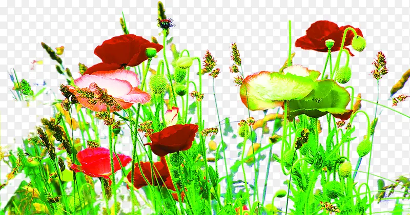 ������Ӱ����ֲ��-������