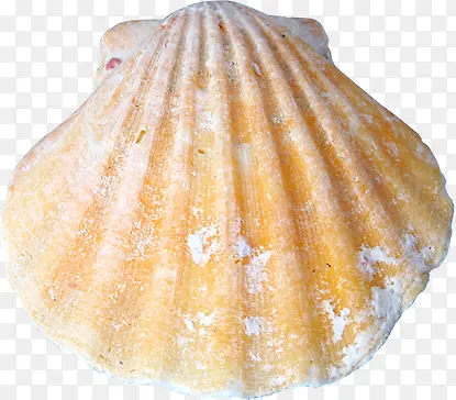 ��Ӱɳ̲���ǰ׵�ͼЧ��-������