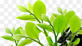 ��Ӱ��ľ�ݴԺ���Ч��ͼ-������