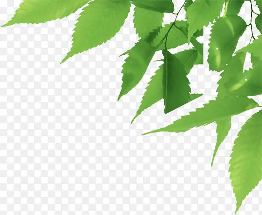 ��Ӱ�ֻ���ҶЧ��-������