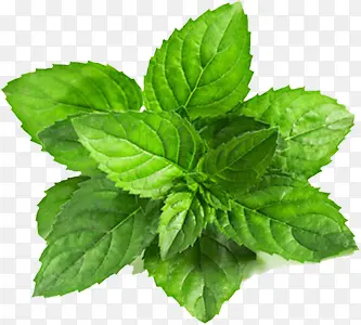 ��Ӱ���պ�����ҶЧ��-������