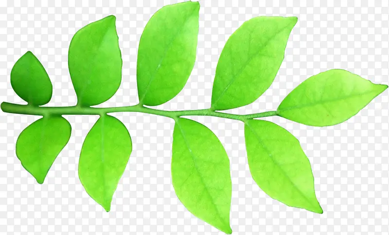 ��Ӱ�ֻ����պ�����Ҷ-������