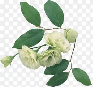 ��Ӱ�ֻ�ֲ����ҶҶ�ӻ���-������