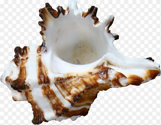 ��Ӱˮĸ����ɳ̲����-������