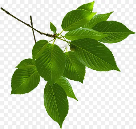 ��Ӱ������ҶЧ�����-������