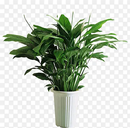 ��Ӱ����ƿ����Ҷ���Ч��-������