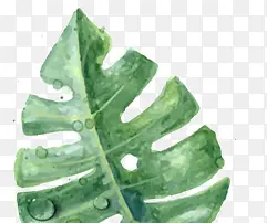 ��Ӱ�ֻ溣����Ҷֲ��Ч��-������