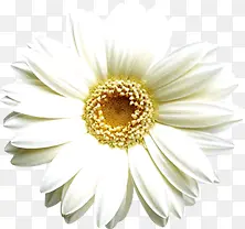 ��Ӱ���հ�ɫ����-������