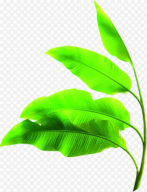 ��Ӱ������ɫ����Ҷ��-������