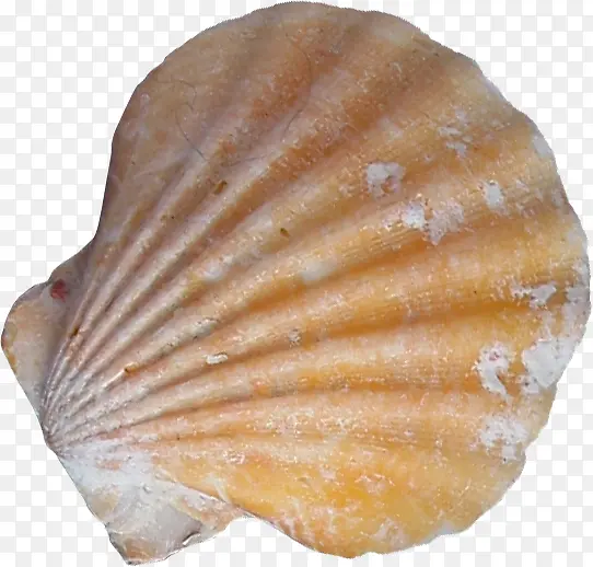 ����ɳ̲������Ӱ-������