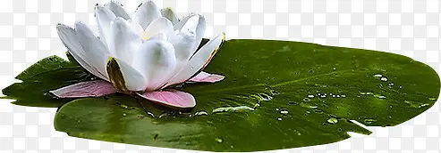 ������Ӱ����������ҶЧ��-������