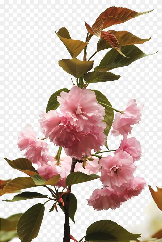 ӣ����֦-������