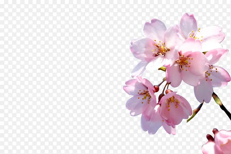 ӣ����֦-������