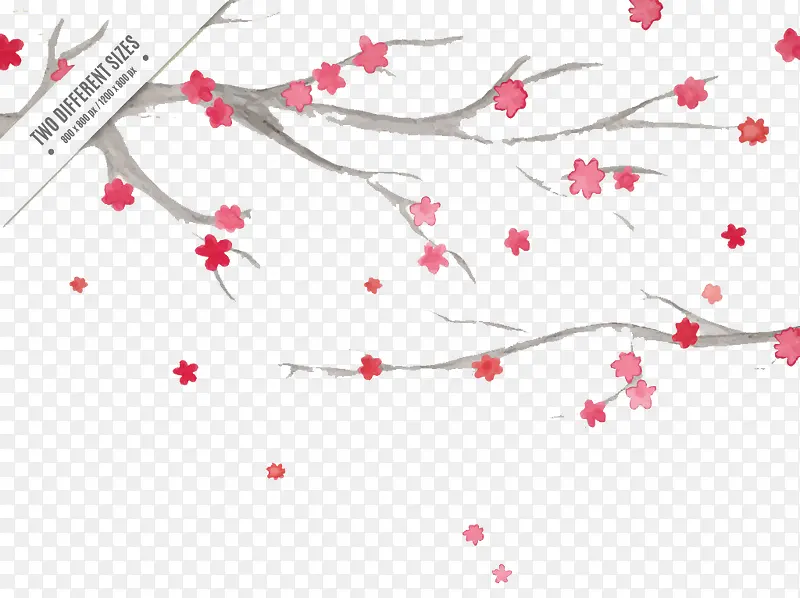 �ɰ�ˮ����֦��ӣ���ز�-������