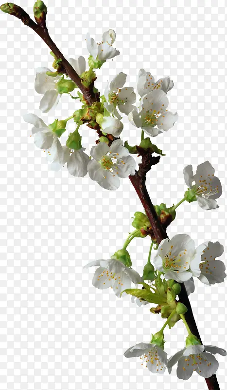 ӣ��-������