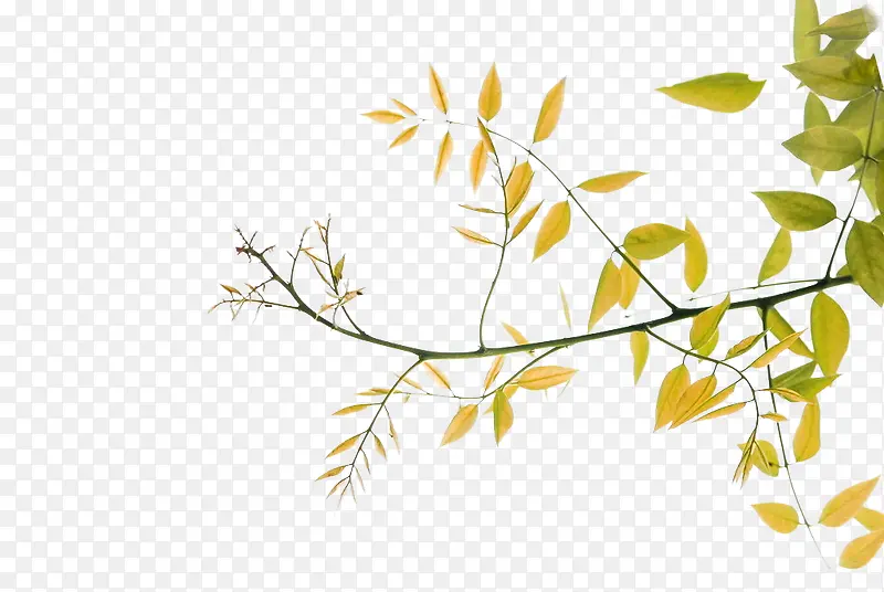 ��ɫ������֦װ��ͼ��-������