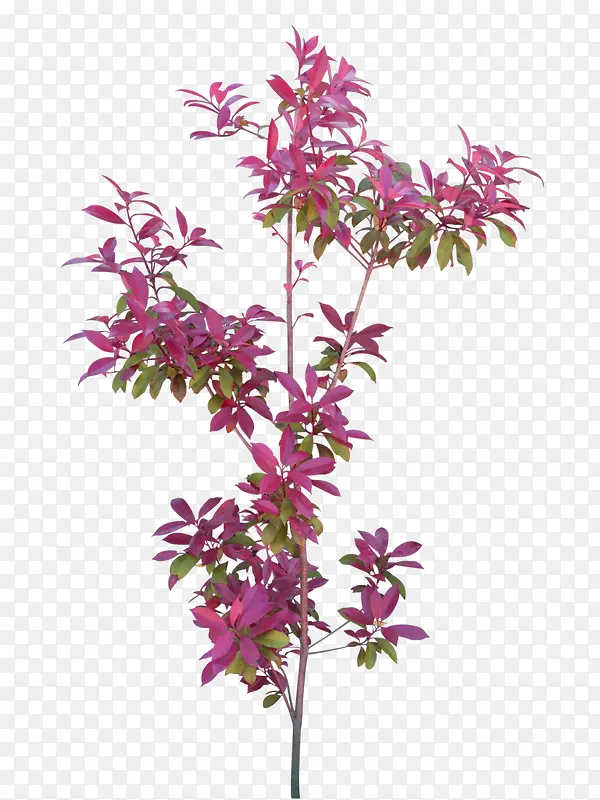 ֲ����֦�羰װ��ͼ��-������