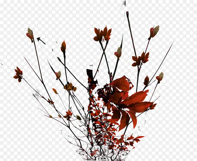 ��֦-������