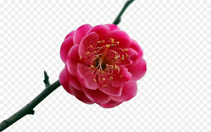 �һ�-������