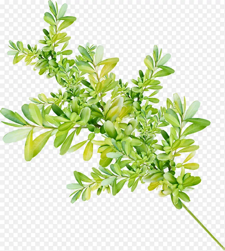 �ֻ�ˮ����ɫ��֦-������